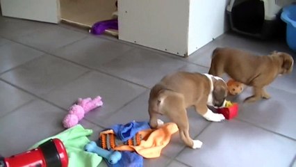 82ème vidéo Les chiots de STAFFORDLAND courent dans la salle