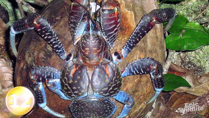 20 BIGGEST Animals Ever