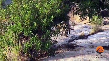 Adorable! Leopard & Cub Crossing The Sabie River (1)