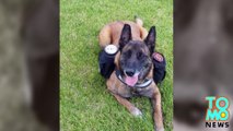 Hero war dog shot dead by cyclist, owner devastated
