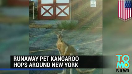 Runaway illegal pet kangaroo hops around New York City neighborhood