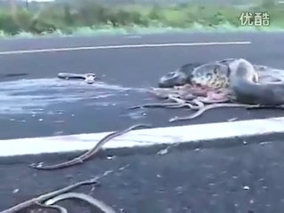 Giant Pregnant Anaconda Crashed By Car