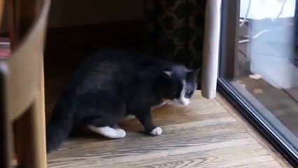 Как кот реагирует на настоящую рысь.