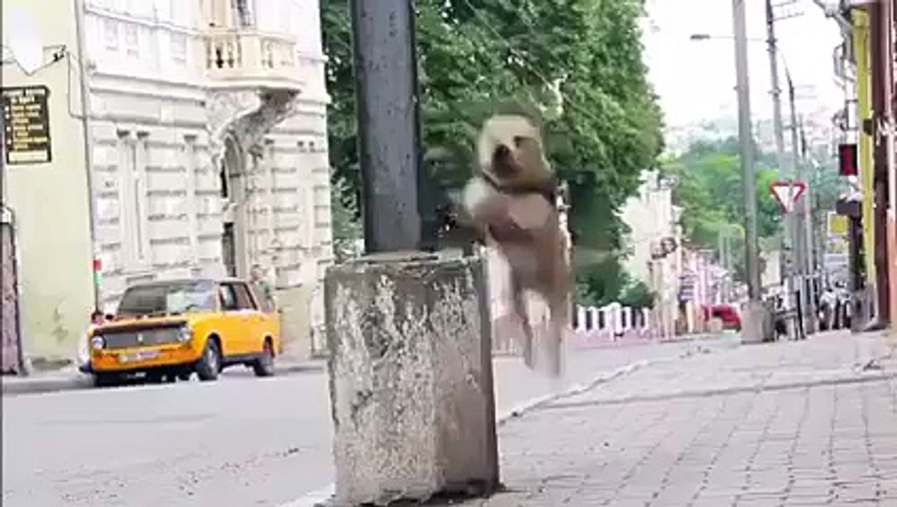 Un chien fait du parkour dans la rue.