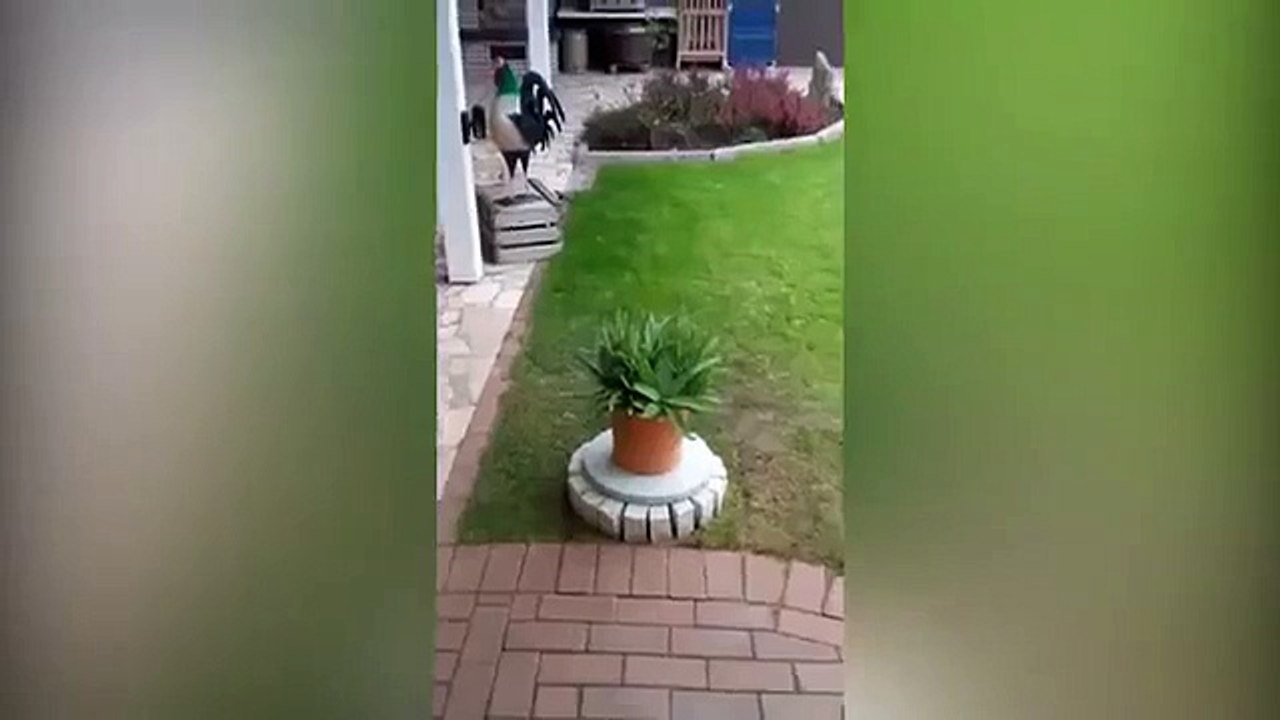 Ce Pot de Fleurs qui va faire Plaisir à beaucoup d'Hommes