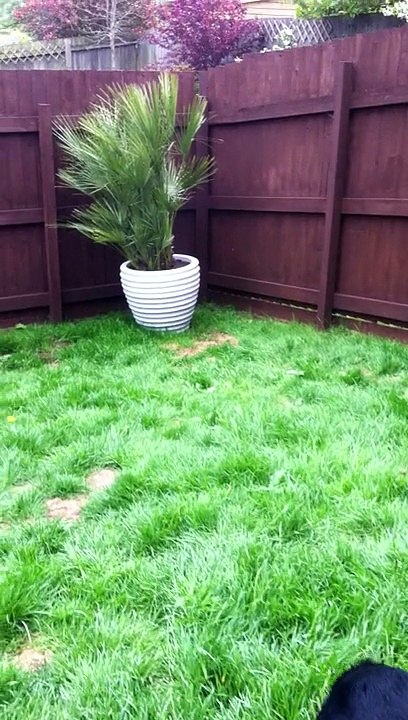 Back garden