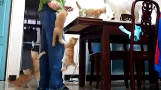 Cat Compilation Top 2013 Funny Moments with Cats