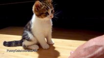 Kitten wants to become a manicurist | Funny Cats