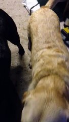 the Garage a designated dog drying area