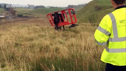Bull gets its head stuck in traffic barrier