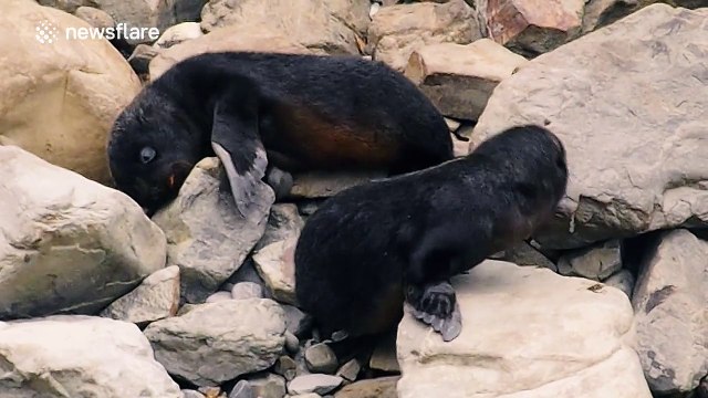 This is what baby seals look like play fighting