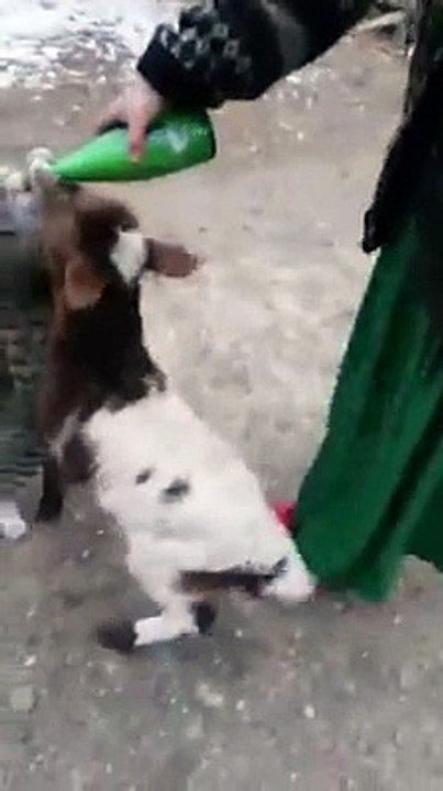 CAT and Goat sharing milk ..Sharing is caring..