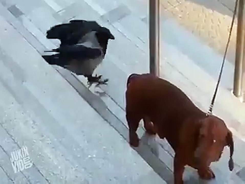 This Crow is very Naughty