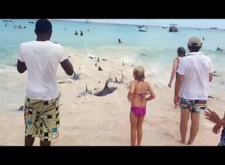 Dolphins Rescue at burke's beach in barbados
