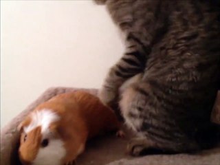 Ce chat ne veut pas partager son lit avec le cochon d'inde...