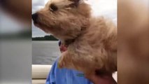 Flying Doggy Paddle - Hilarious dog compilation