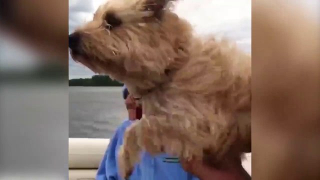 Des chiens qui nagent dans le vide - Compilation hilarante