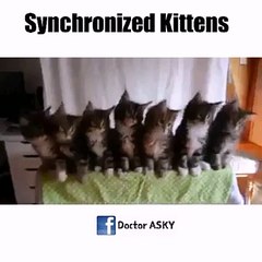 Synchronized Kittnes