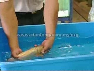 Xian Leng Golden Head Malaysian Golden