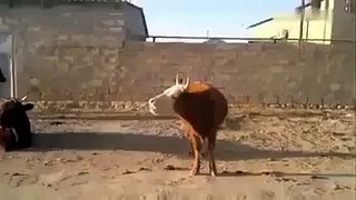 Funny Cow