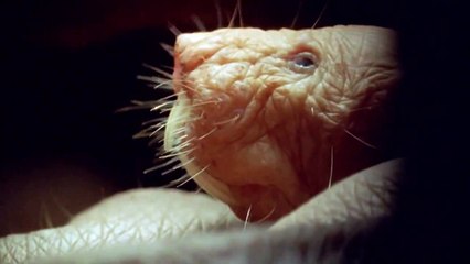 True Facts About The Naked Mole Rat