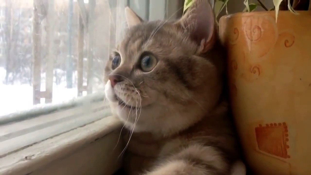Кот сломался