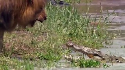 Лев против крокодила