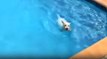 Havuzda Yüzmek İçin Can Atan Köpek