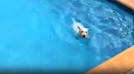 Havuzda Yüzmek İçin Can Atan Köpek