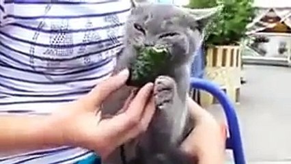 Gato Le Encanta Las Verduras! ★ Gato divertido gato chistoso gato tierno loco risa humor