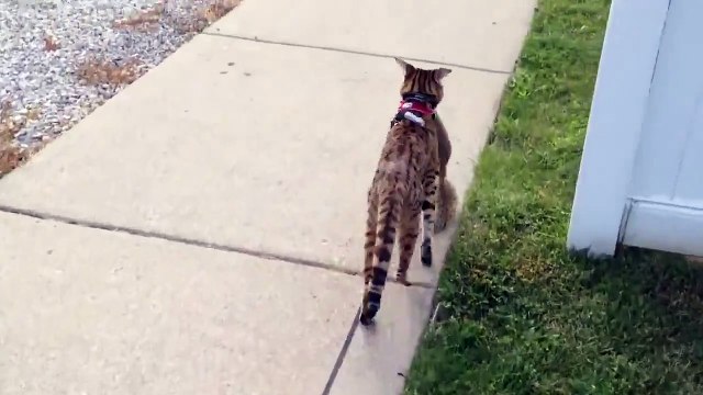 Gato Lleva Una Ardilla En La Boca! ★ Gato divertido gato chistoso gato tierno loco risa humor