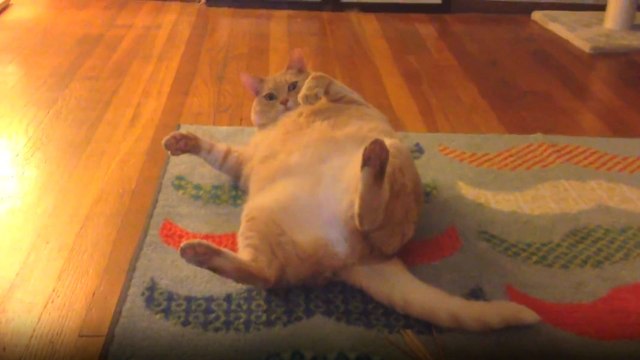 Şişman Kedi Halının Üzerinde Sırt Üstü Keyif Çattı
