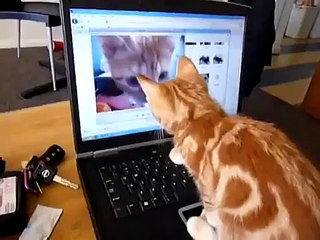 Gato Mira Un Video De El Mismo! ★ Gato divertido gato chistoso gato tierno loco risa humor