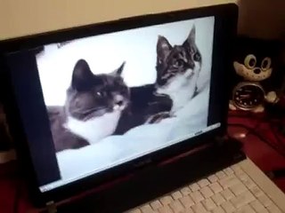 下载视频: Gato Mira Videos De Gato En Youtube! ★ humor gatos - video divertido gatos chistosos risa gato