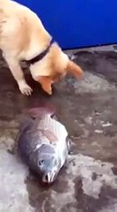 sorprendente sabe que algo anda mal este perro tiene sentimientos