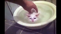 Gato No Quiere Salir Del Agua! ★ Gato divertido gato chistoso gato tierno loco risa humor