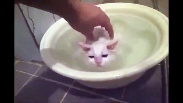 Gato No Quiere Salir Del Agua! ★ Gato divertido gato chistoso gato tierno loco risa humor