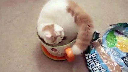 Gato PRECIOSO Se Mete Dentro De La Tasa! ★ humor gatos - video divertido gatos chistosos