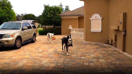 Köpekler Sahiplerine Eşya Taşırken Yardım Etti