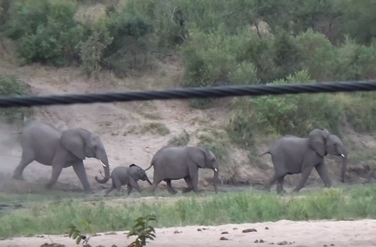 Yavru Fil Yokuş Aşağı İnerken Tökezledi