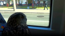 Baykuş Otobüs Koltuğunda Yolculuk Etti