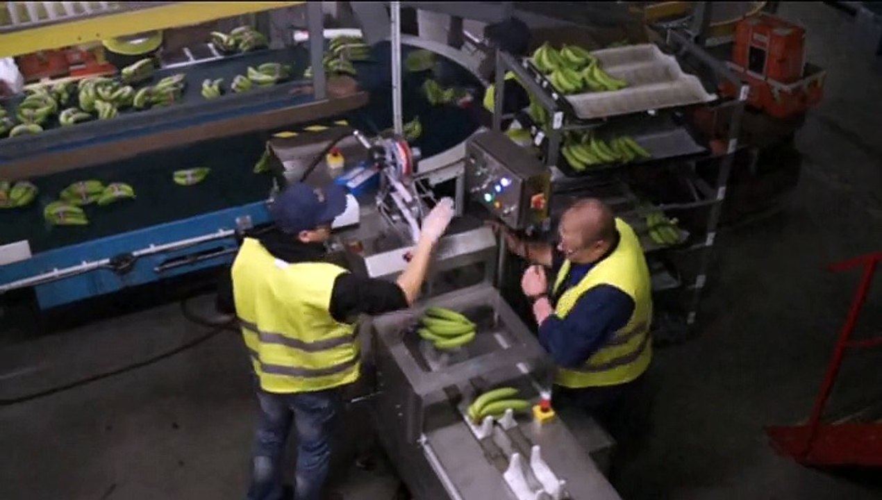 Dunkerque: Les bananes "bleu, blanc, rouge" en provenance de Guadeloupe et de Martinique