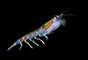 Réchauffement climatique, disparition du krill en antarctique et ses conséquences
