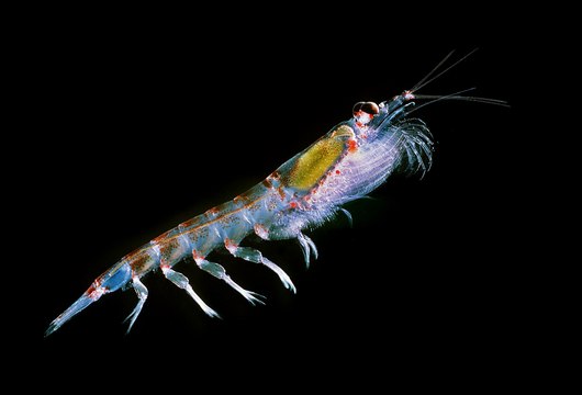 Réchauffement climatique, disparition du krill en antarctique et ses conséquences