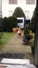 Mother's Little Helpers