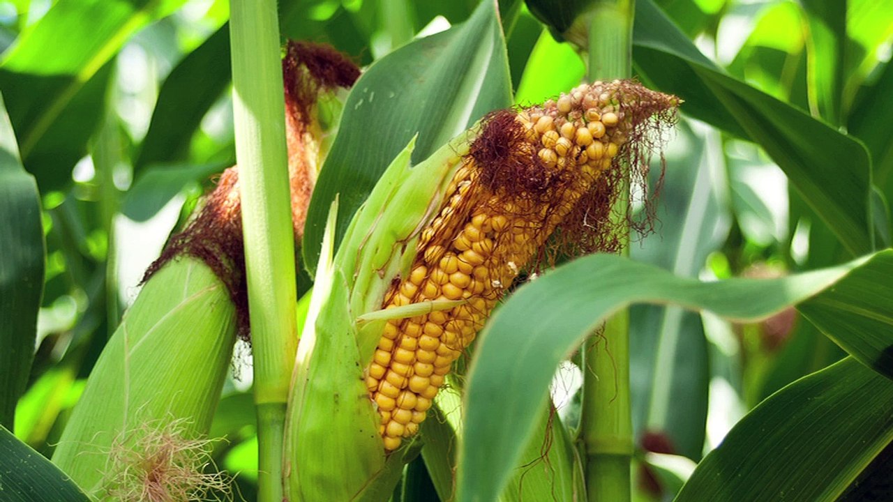 Une alternative aux OGM