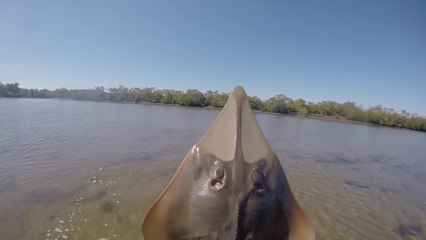 Download Video: Crazy kid catches shark BARE-HANDED in Lake