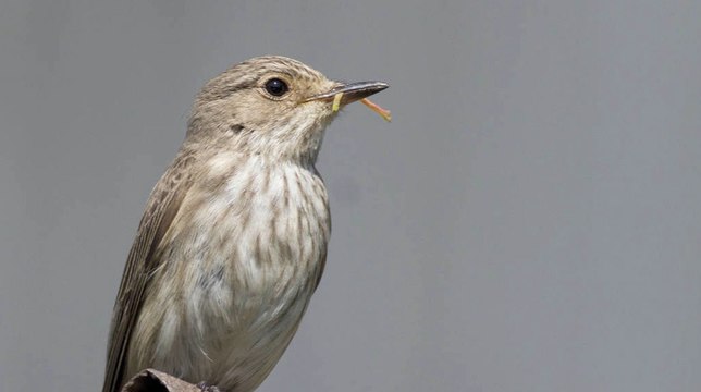 Le dérèglement climatique et la migration des oiseaux : l’exemple du gobe mouche