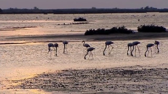 Climat : En Camargue, des habitants engagés dans les prises de décisions concernant leur paysage
