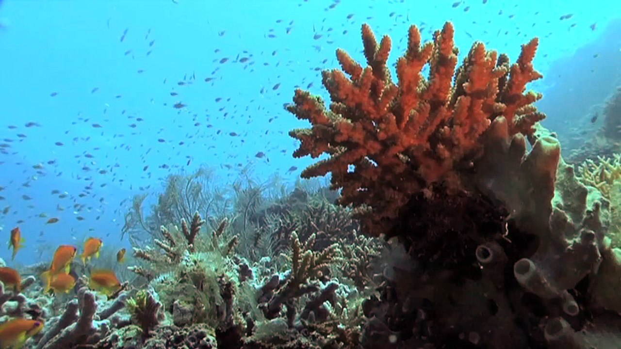 La répartition des espèces marines se modifie avec le changement climatique